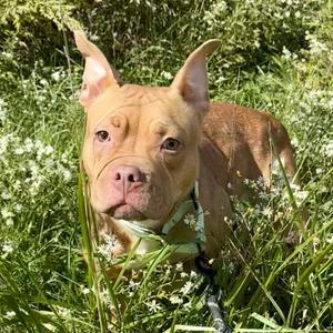 Bingo, Mixed Breed, adult, available for adoption