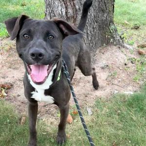 A black and white dog with a happy expression, standing on grass near a tree.