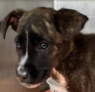 Kate, Terrier, puppy, available for adoption