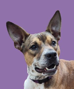 Buckshot, Australian Cattle Dog / Blue Heeler / Pit Bull Terrier, adult, available for adoption