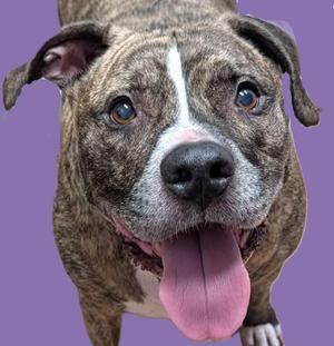 A close-up photograph of a brindle dog with a white blaze on its nose, looking directly at the camera with its tongue hanging out against a purple background.