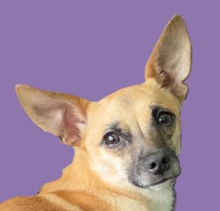 A close-up of a small dog with large ears and a light brown coat, looking directly at the camera against a purple background.