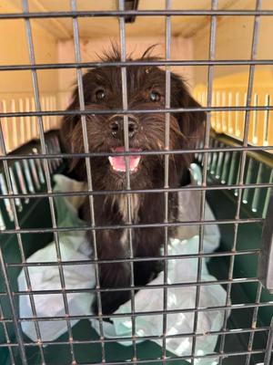 Aster, Terrier, adult, available for adoption