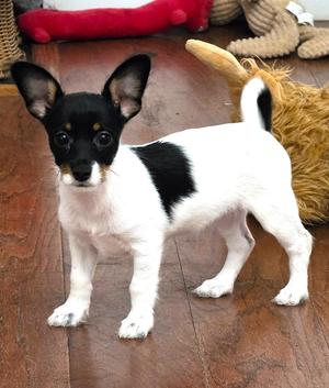 Liberty, Terrier / Chihuahua, puppy, available for adoption