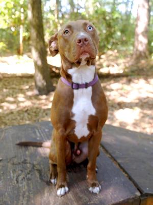 Belgium, Pit Bull Terrier, young, available for adoption