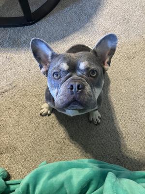 a French bulldog with a gray and white coat sitting on a carpeted floor, looking up at the camera
