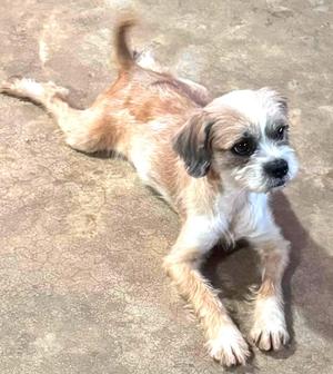 A small dog with a light brown and white coat lying on a concrete surface.