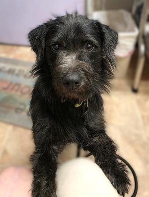 Joe, Miniature Schnauzer / Terrier, adult, available for adoption