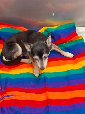 Noah, Chihuahua, adult, available for adoption