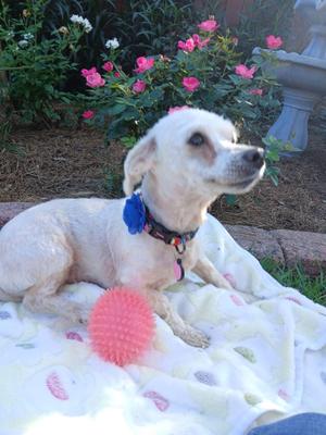 Flossy, Maltese, adult, available for adoption