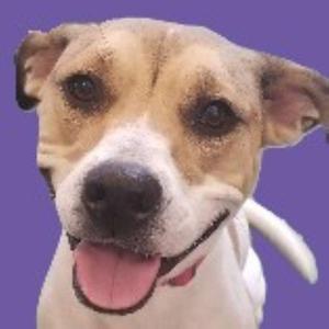 Leia, Hound, adult, available for adoption