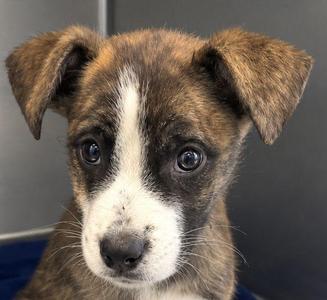 Hal, Terrier, puppy, available for adoption