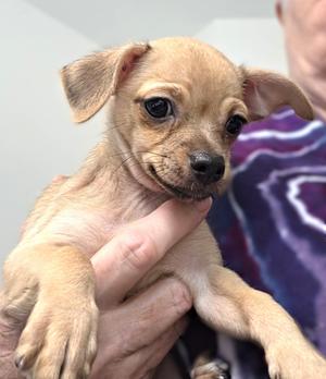 Hera, Chihuahua, puppy, available for adoption