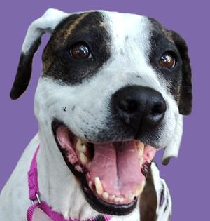 A close-up, head-and-shoulders shot of a happy-looking dog with white fur, black and brown markings on its head, and a pink collar, against a purple background.