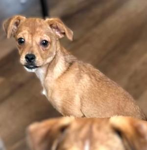 A small brown puppy with floppy ears and big eyes, looking directly at the camera.