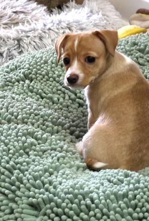 Bell, Terrier / Chihuahua, puppy, available for adoption