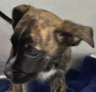 Grace, Terrier, puppy, available for adoption