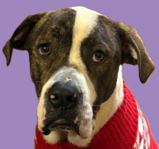 Cupid, Mastiff / Pit Bull Terrier, young, available for adoption