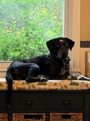 Juniper, Pointer, adult, available for adoption