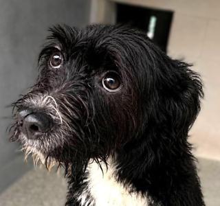 Caspian, Terrier, young, available for adoption