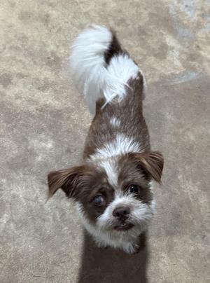 A small brown and white dog with a fluffy tail looking up at the camera.