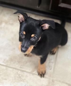 Bottle Rocket, Terrier / Chihuahua, puppy, available for adoption