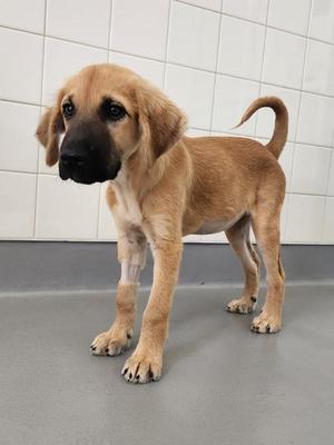 Clove, Mixed Breed / Labrador Retriever, puppy, available for adoption