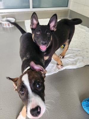 Sammich, Mixed Breed, puppy, available for adoption
