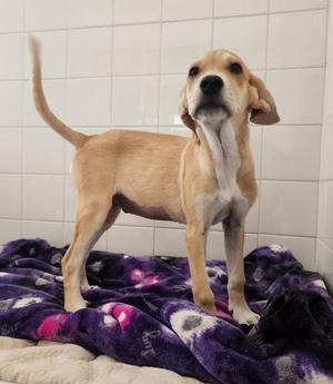 Fawn, Mixed Breed / Labrador Retriever, puppy, available for adoption