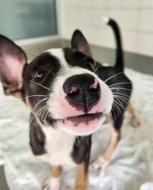 Ham, Mixed Breed, puppy, available for adoption
