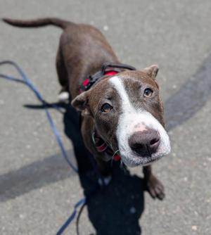 Seabear, Pit Bull Terrier, young, available for adoption