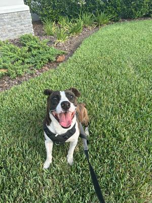 A black and white dog with a brown patch on its back is standing on a green lawn, wearing a black harness and leash. The dog has its mouth open, showing its tongue, and appears to be panting. The background includes a garden with plants and a stone wall.