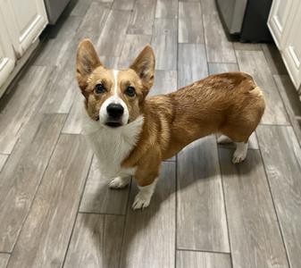 Windsor, Welsh Corgi, adult, available for adoption