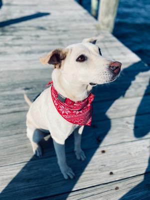 Luna, Labrador Retriever / Terrier (Unknown Type, Medium), adult, available for adoption