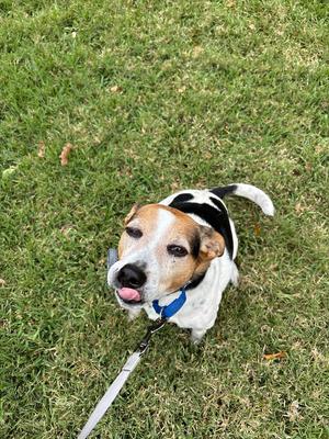 Avery, Beagle, adult, available for adoption