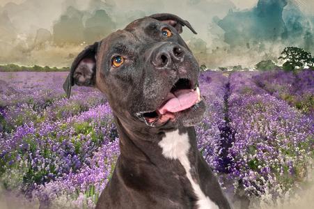 Lucy, American Pit Bull Terrier, adult, available for adoption