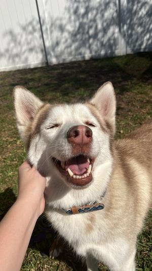 Nova, Siberian Husky, adult, available for adoption