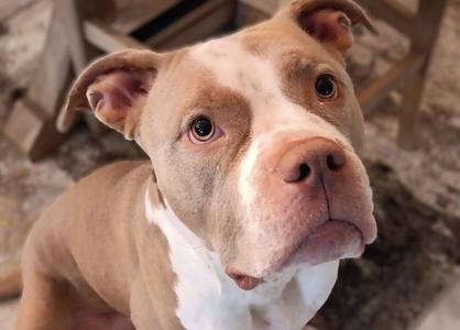 Nandi, American Staffordshire Terrier, adult, available for adoption