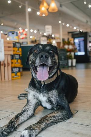 Wes, German Shepherd Dog / Rottweiler, adult, available for adoption