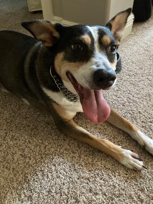 Broono, Beagle, senior, available for adoption