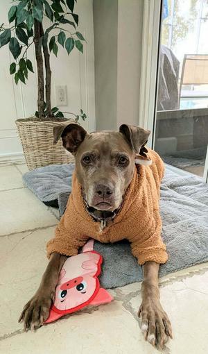 Coco, American Pit Bull Terrier, senior, available for adoption