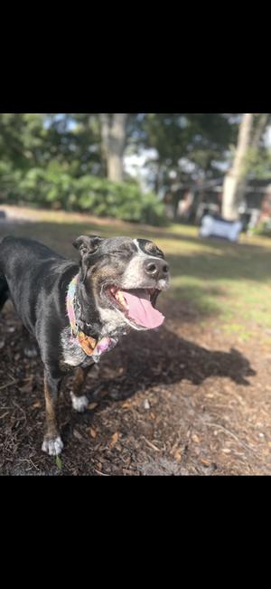 A black and tan dog with its eyes closed and tongue hanging out, wearing a colorful collar, stands in a grassy area with trees in the background.