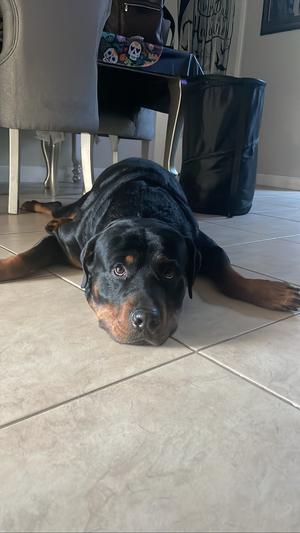 Taroth, Rottweiler, adult, available for adoption