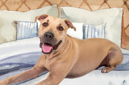 Mustard, Black Mouth Cur, young, available for adoption