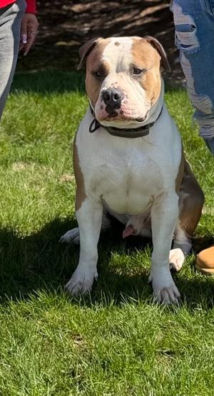 Krash, Pit Bull Terrier, adult, available for adoption