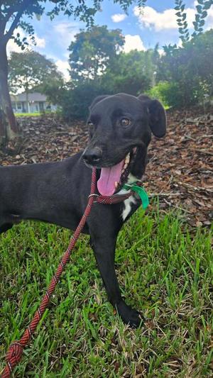 Eli, Labrador Retriever / Terriers (Medium), available for adoption