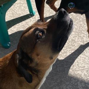 Bua, Black Mouth Cur, senior, available for adoption