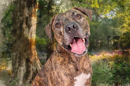 Astro, Plott Hound / American Pit Bull Terrier, adult, available for adoption