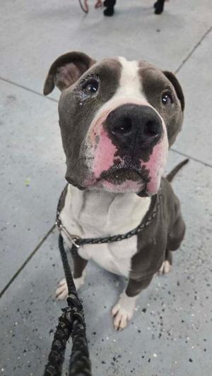 Casper, American Bulldog, available for adoption