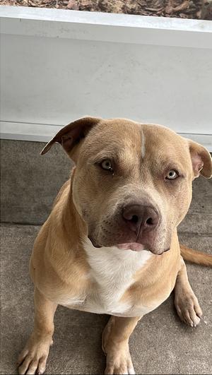 Crown, American Bulldog, adult, available for adoption